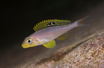 Xenotilapia sp. 'papilio sunflower' Kafungi